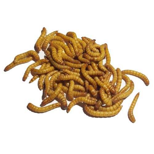 Mehlwürmer lebend 2 Kartons (2 x 1 kg) Einzelfuttermittel