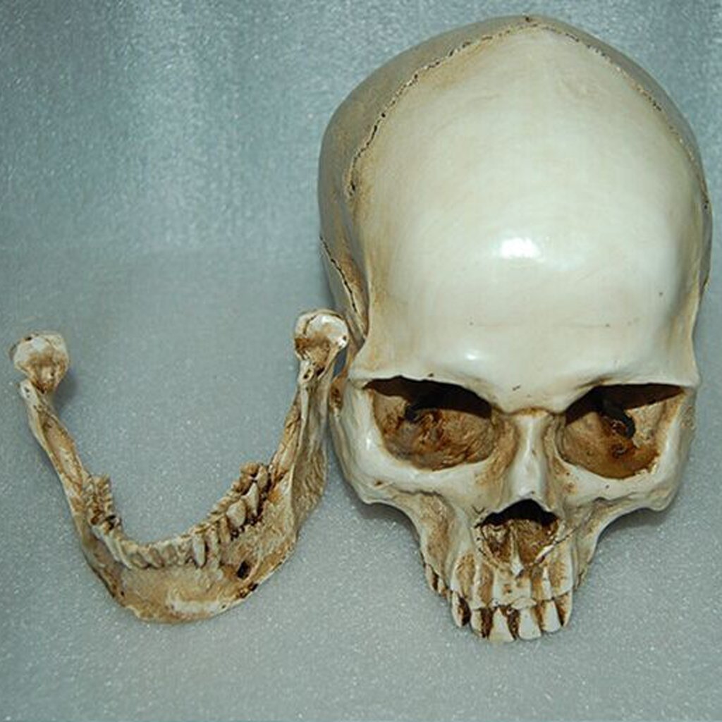 Unbekannt 5ELC Resin skull, Acrylic