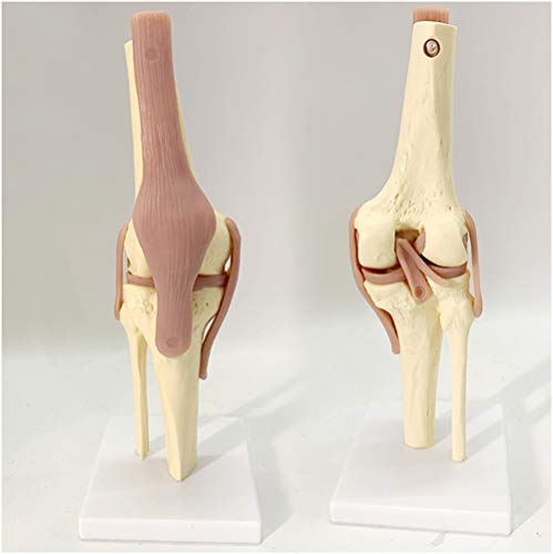 FHUILI Kniegelenk-Modell - Life Size Menschliches Kniegelenk Funktionsmodell - Life Size Ligamentum Kniegelenk-Funktionsmodell - für Medizinische Ausbildung Lehre Anzeige,A