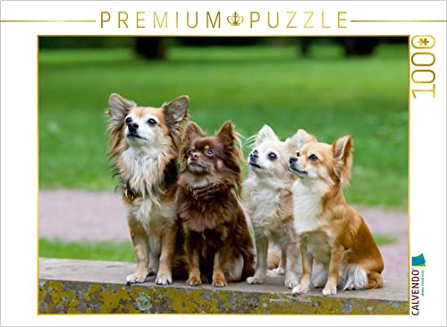 CALVENDO Puzzle Chihuahuas - kleine Herzensbrecher 1000 Teile Lege-Größe 64 x 48 cm Foto-Puzzle Bild von Verena Scholze