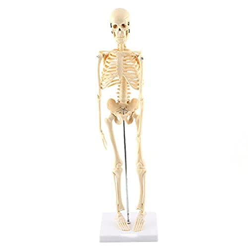 GAESHOW 1pc Anatomisches Modell des menschlichen Skeletts Anatomisches Lehrwerkzeug mit Basis-PVC