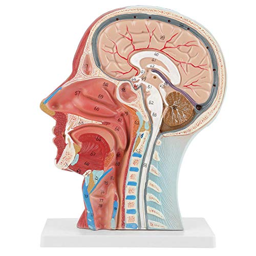 Anatomisches Modell des menschlichen erwachsenen Schädels, anatomisches medizinisches lebensgroßes Kopf-Gehirn-Hals-Mittelabschnitt-Studienmodell