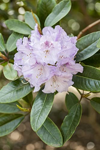 Rhododendron Hybr.'Susan' C 7,5 40-50 Rhododendron-Hybride 'Susan',winterhart, deutsche Baumschulqualität, im Topf für optimales anwachsen