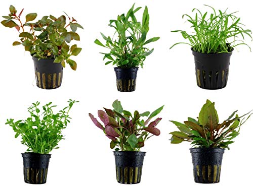 Tropica Einsteiger Set mit 6 einfachen Topf Pflanzen Aquariumpflanzenset Nr.2 Wasserpflanzen Aquarium Aquariumpflanzen