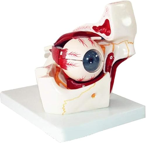 Menschliches Auge-Modell, 3-fach vergrößerter menschlicher Augapfel und Augenlid-Skelett-Modell, Orbit anatomisches Studienanzeige, Lehrressourcen-Werkzeug für Wissenschaft, Klassenzimmer, Studium,