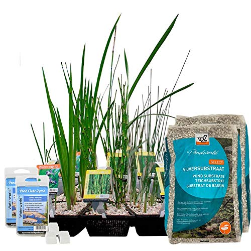 Starter Teichpflanzen Paket Kleiner Teich - 21er Set Wasserpflanzen, Winterhart - für 2 m³ Wasser - 1 Seerose, 8 Sauerstoff Pflanzen, 12 Sumpfpflanzen - Inklusive Pflanzkorb Sets