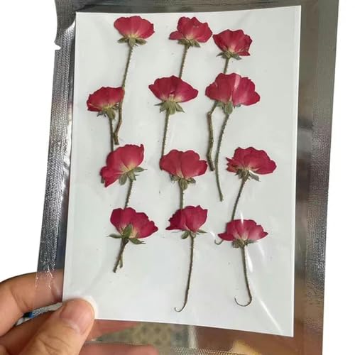 12 und 24 Stück echte natürliche gepresste getrocknete Rosen, Blumenzweige, kleine trockene Mini-Pressrose für selbstgemachten Harzschmuck, Hochzeitseinladungen-06-24 Stück