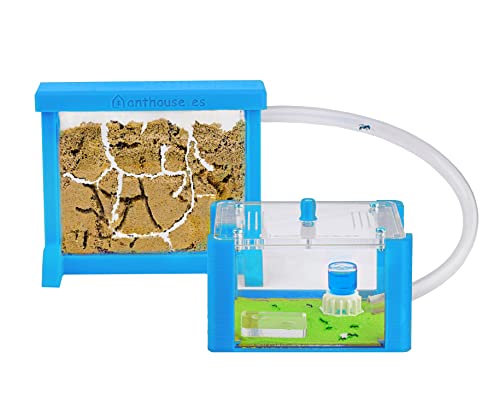 AntHouse - Natürliche Ameisenfarm aus Sand | 3D Basic Set (Sandwich + Futterbox) Himmelblau | Inklusive Ameisen