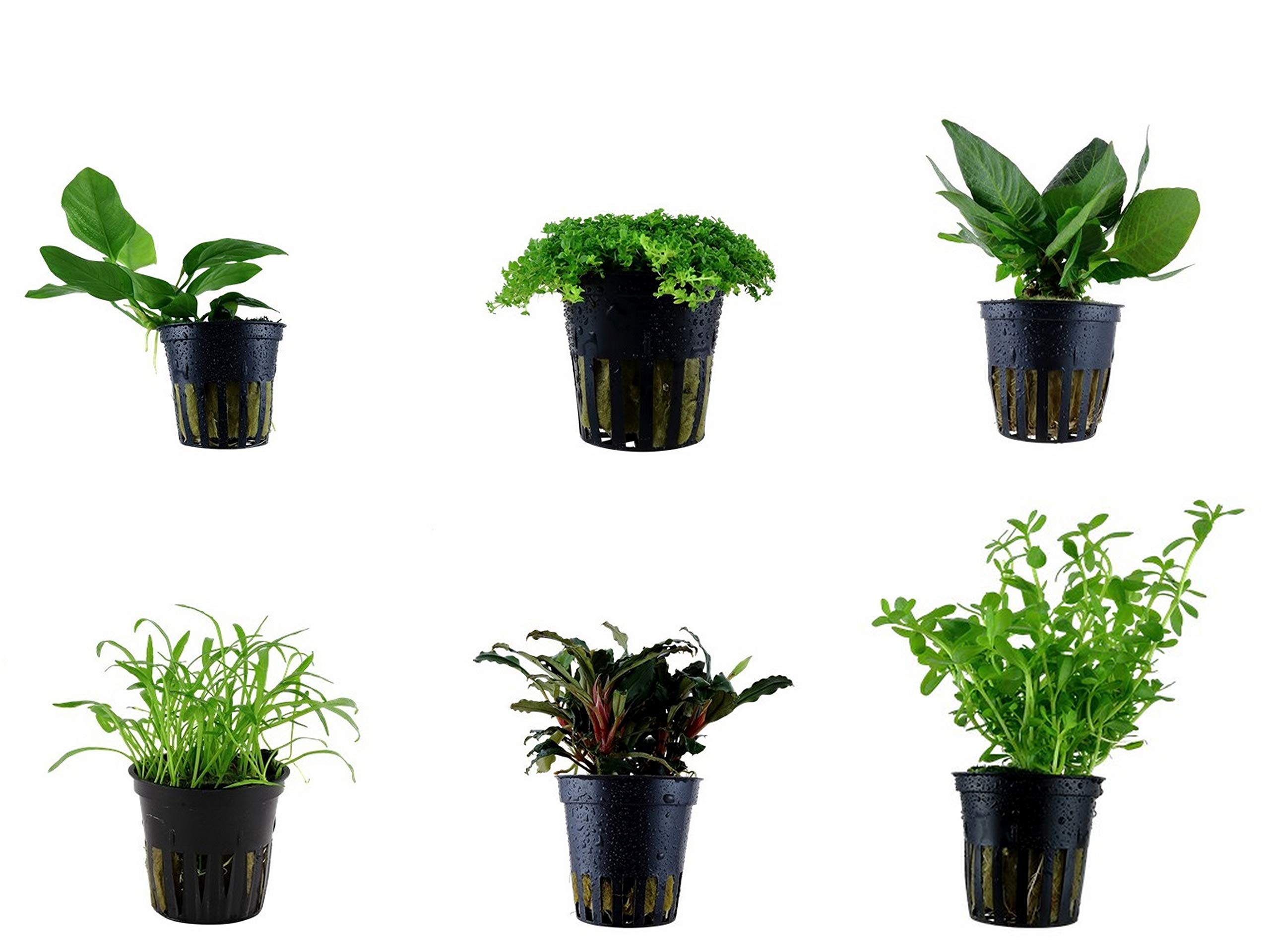 Tropica Vordergrund Set mit 6 Topf Pflanzen Aquariumpflanzenset Nr.19 Wasserpflanzen Aquarium Aquariumpflanzen