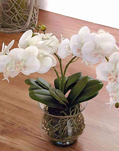 artplants.de Seidenblume Orchidee Phalaenopsis Astoria im Glas, Creme, 60cm - Kunstorchidee - Orchidee künstlich