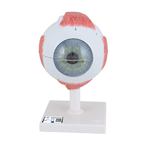 3B Scientific Menschliche Anatomie - Augenmodell, 5-fache Größe, 6-teilig - 3B Smart Anatomy