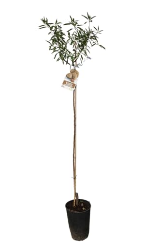 Tropictrees - Mandelbaum 150cm - Prunus Dulcis - Früchte - Winterhart - Obstbaum für Garten oder Terrasse und Balkon