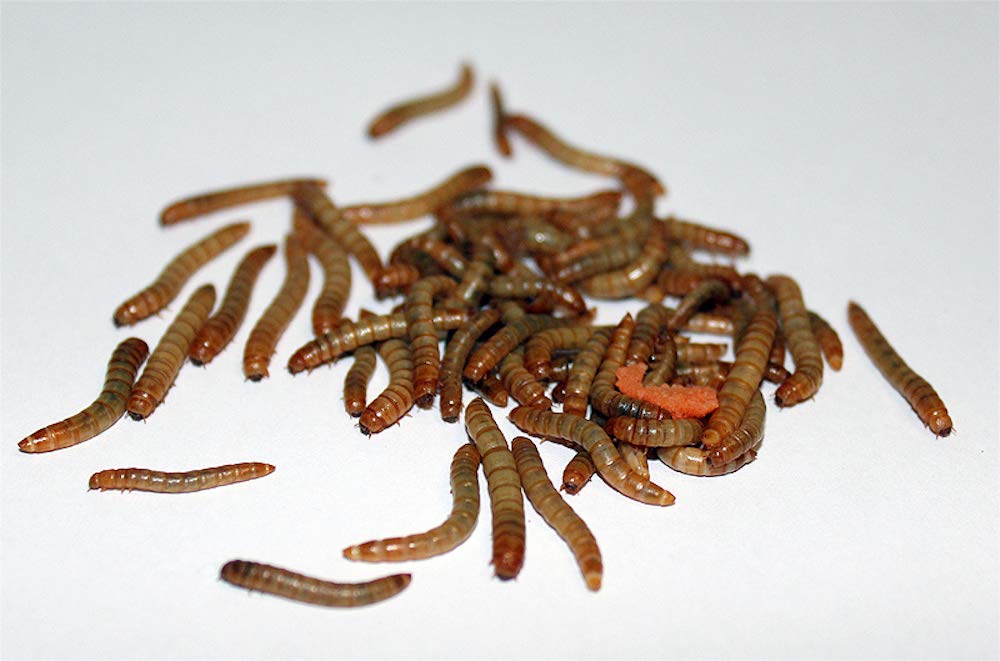 Feeders & more Mehlwürmer lebend für Reptilien, Vögel, Nager, Angelköder, Igel (1 kg)