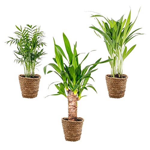 3x Tropical Palms Mix Inkl. Korb aus Seegras – ⌀12 cm - ↕20-45 cm
