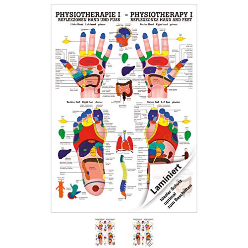Reflexzonen Poster Anatomie 70x50 cm medizinische Lehrmittel