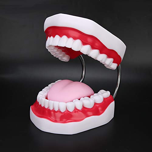 Zähne Modell, Zähne Lehrmodell, Dentalmodell, für Zahnlehre Lehrmodell Studienmodell Zahnklinik Bürsten Lehrbedarf