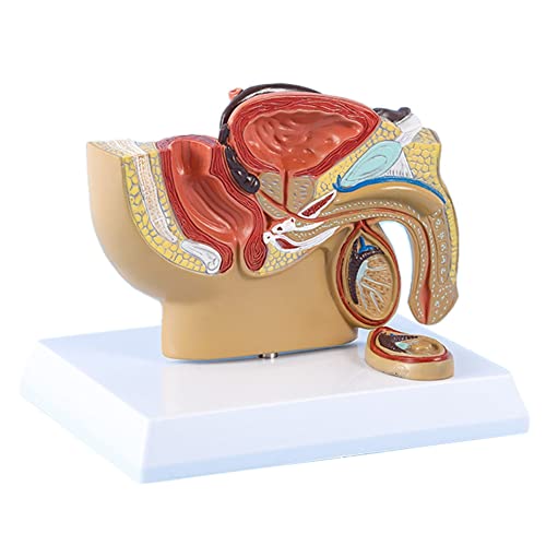 Wresetly 1:2 Männlicher Becken-Schütze-Abschnitt Hodenprostata Blase Rektal Harnsystem Modell