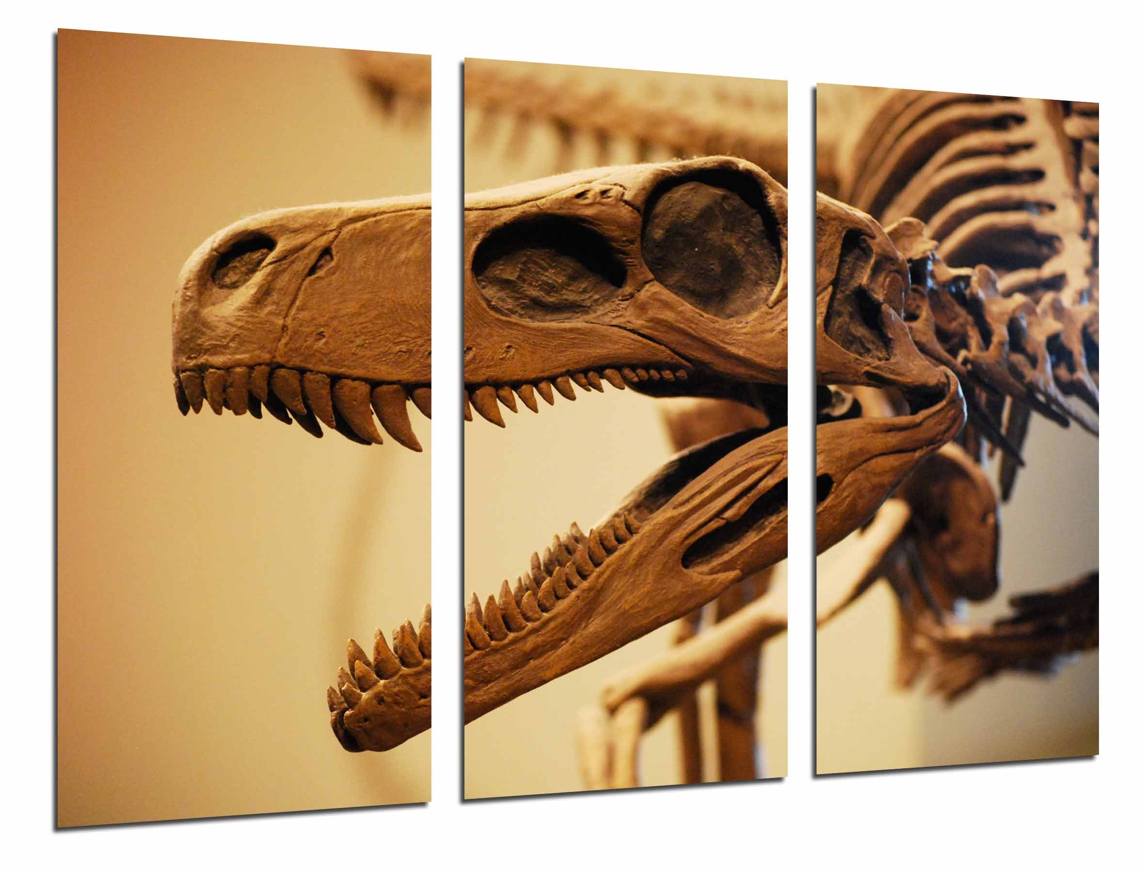 Wandbild - Archäologie, Fossil Dinosaurier Rex, Knochen und Zähne, 97 x 62 cm, Holzdruck - XXL Format - Kunstdruck, ref.26974