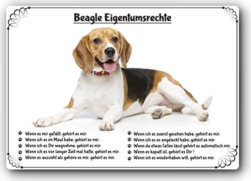 Blechschild / Warnschild / Türschild - Aluminium - 30x40cm "Eigentumsrechte" Motiv: Beagle (02)