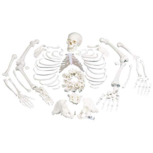 3B Scientific Menschliche Anatomie - Skelett, unmontiert, komplett mit 3-teiligem Schädel + kostenloser Anatomiesoftware - 3B Smart Anatomy