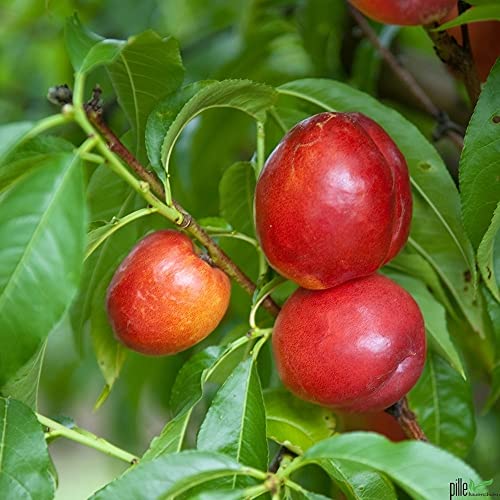 Nektarine Obstbaum Buschform 100-150 cm Lieferhöhe (Stammhöhe ca. 40-60 cm); selbstfruchtende Prunus persica var. nucipersica