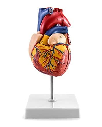 Menschliches Herzmodell Scientific Menschliches Herz Modell für Anatomie 2-Teilige Lebensgröße Herzmodelle mit mit 34 Anatomischen Markierungen und PVC Basis für Schulunterricht