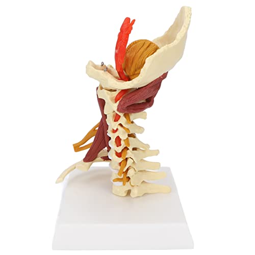 Modell der Halswirbelsäule, anatomisches Klassenzimmer, pädagogisches, abnehmbares Spinalnervenmodell für die Kommunikation