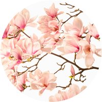 K&L Wall Art Vliestapete »Runde Vliestapete«, Kadam Rosa Knospen Magnolia, mehrfarbig, matt - bunt