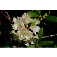 Rhododendron INKARHO ® weiß 5 l Container