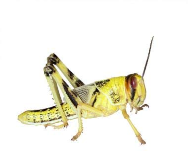 Wüstenheuschrecken Heuschrecken Futterinsekten Reptilienfutter (subadult, 300 Stück)