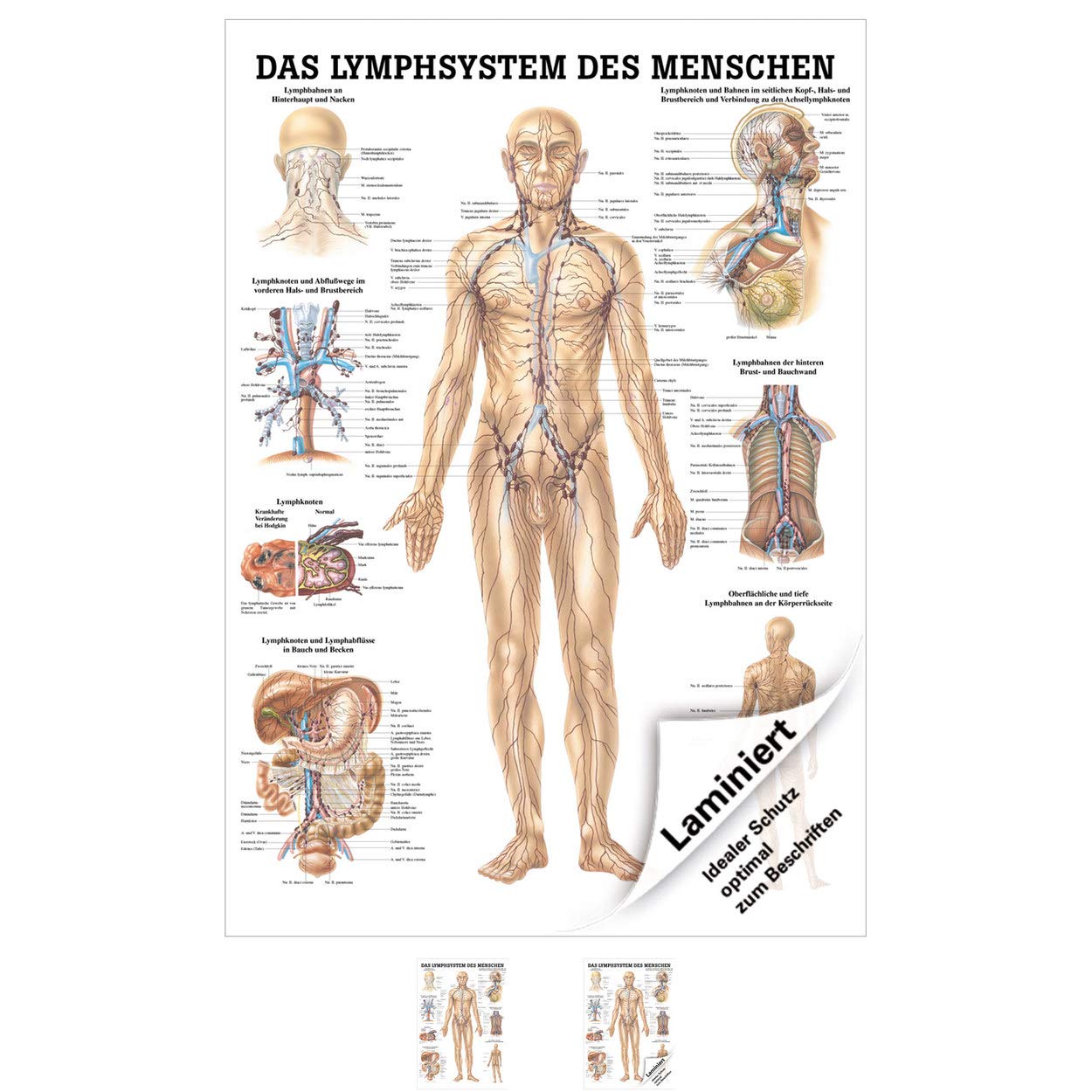 Rüdiger Das Lymphsystem Lehrtafel Anatomie 100x70 cm medizinische Lehrmittel