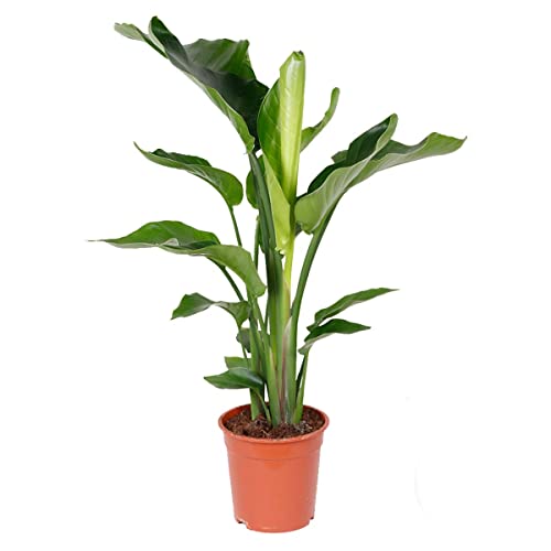 Strelitzia 'Nicolai' pro Stück - Paradiesvogel Pflanze | Zimmerpflanze im Aufzuchttopf cm21 cm - 90-100 cm