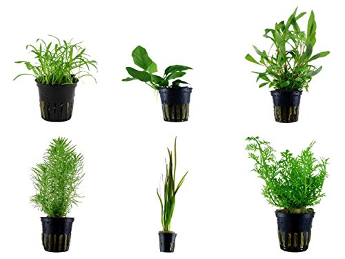 Tropica Einsteiger Set mit 6 einfachen Topf Pflanzen Aquariumpflanzenset Nr.4 Wasserpflanzen Aquarium Aquariumpflanzen