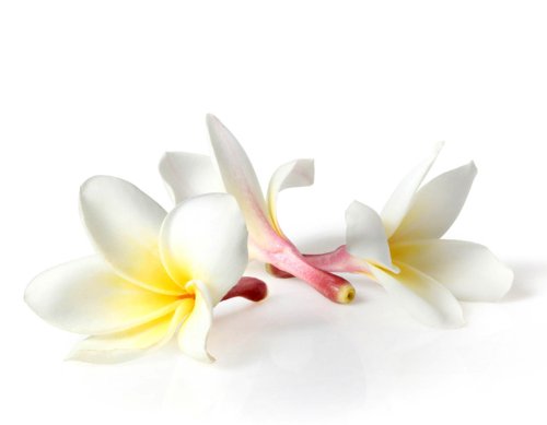 Orchidee - Thai-Aromaöl - 5000ml - Massageöl mit dem Duft aus Thailand - Orchideenöl