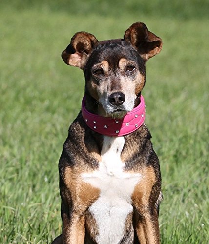 Lederhalsband Elena Buffalo Leder Halsband Rosa Pink Strass BREIT Mittel - Große Hunde Mädchen Halsband S M L XL Tysons Breeches (S)