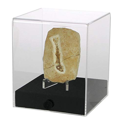 Acryl-Vitrine ""cube"" 12 x 12 x 14 cm
