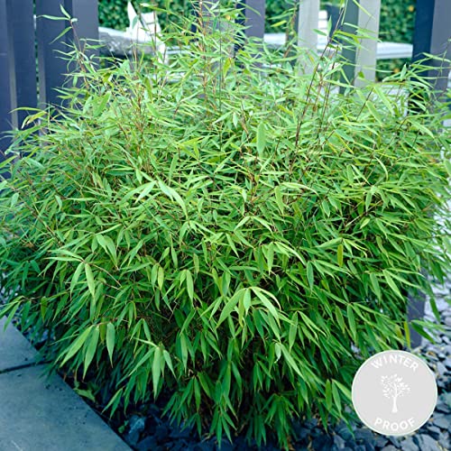 Fargesia rufa – Bambus – Gartenpflanze – Winterhart – ⌀23 cm – 60-70 cm