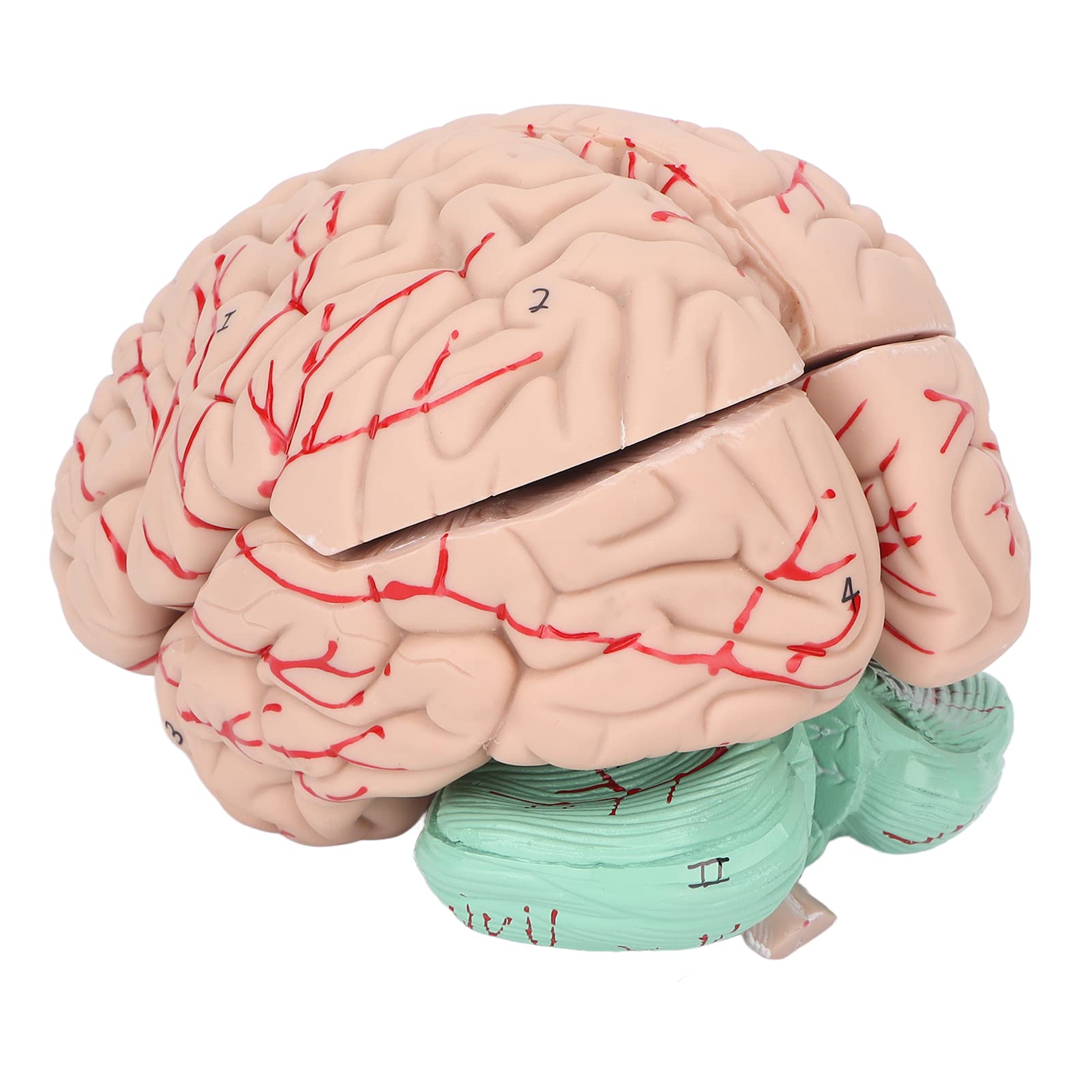 Gehirnmodell, detailliertes Modell der Gehirnanatomie, abnehmbares PVC für Studienvorträge