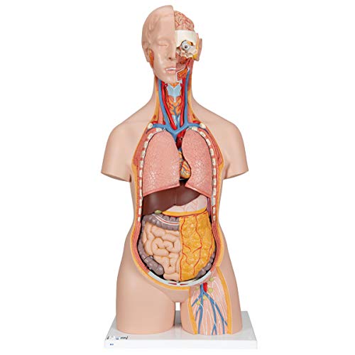 3B Scientific Classic-Torso-Modell, klassische Ausführung, geschlechtsneutral, offener Nacken/Rücken, 18-teilig + kostenlose Anatomie App - 3B Smart Anatomy