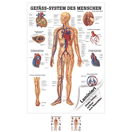 Gefäßsystem Poster Anatomie 70x50 cm medizinische Lehrmittel