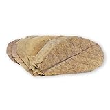 ProFlora® Seemandelbaumblätter Aquarium - Organische Catappa-Leaves als natürliche Wasseraufbereiter und wertvolle Nahrungsergänzung (S, 100 Stück)