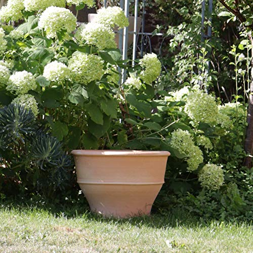 Kreta-Keramik | frostfester handgefertigter Terracotta Blumentopf/Pflanzgefäß | 50 cm | groß | Keramik für Außen Garten Terrasse Deko, Buxus