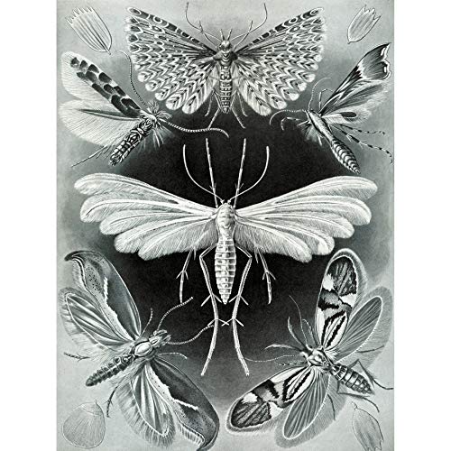 Wee Blue Coo Nature Ernst Haeckel Schmetterling Biologie Deutschland Vintage Werbung Leinwanddruck