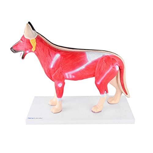 HeineScientific zerlegbares Modell eines Hundes