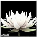 ARTland Glasbilder Wandbild Glas Bild einteilig 30x30 cm Quadratisch Asien Botanik Blumen Blüten Lotusblume Seerose Modern Schwarz Weiß T9NL
