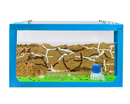AntHouse - Ameisenfarm mit Ameisen Starterset | 3D Ameisenfarm 20x10x10 cm Himmelblau | Ameisen inklusive