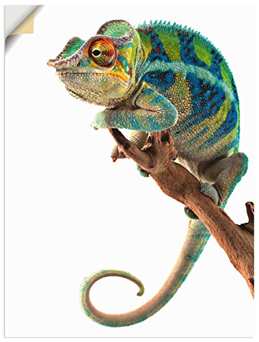 Artland Leinwandbilder Wandbild Bild auf Leinwand 60x80 cm Tiere Reptilien Chamäleon Madagaskar Zootiere Afrika T5RW