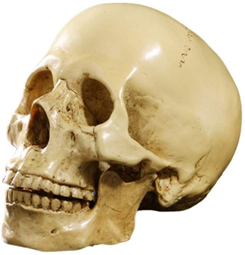 Hpybest Maßstab 1:1 Menschlicher Totenkopf Harz Modell anatomisch medizinisch Lehrskelett gelb