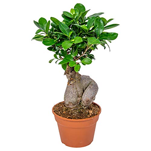 Bonsai-Baum | Ficus 'Ginseng' pro Stück - Zimmerpflanzen im Gärtnertopf Topf ⌀17 cm - ↕35 cm