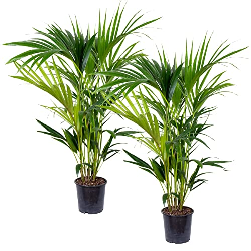 Kentia Palm | Howea 'Forsteriana' pro 2 Stück - Zimmerpflanze im Aufzuchttopf cm18 cm - 100 cm